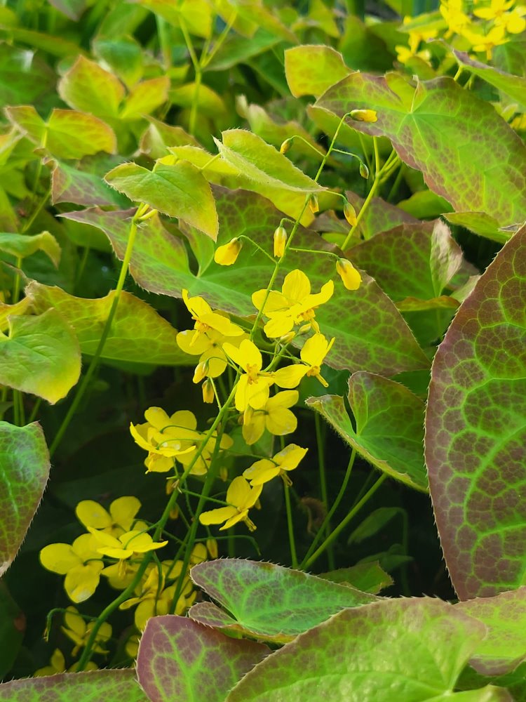 Zdjęcie rośliny: Epimedium Frohnleiten