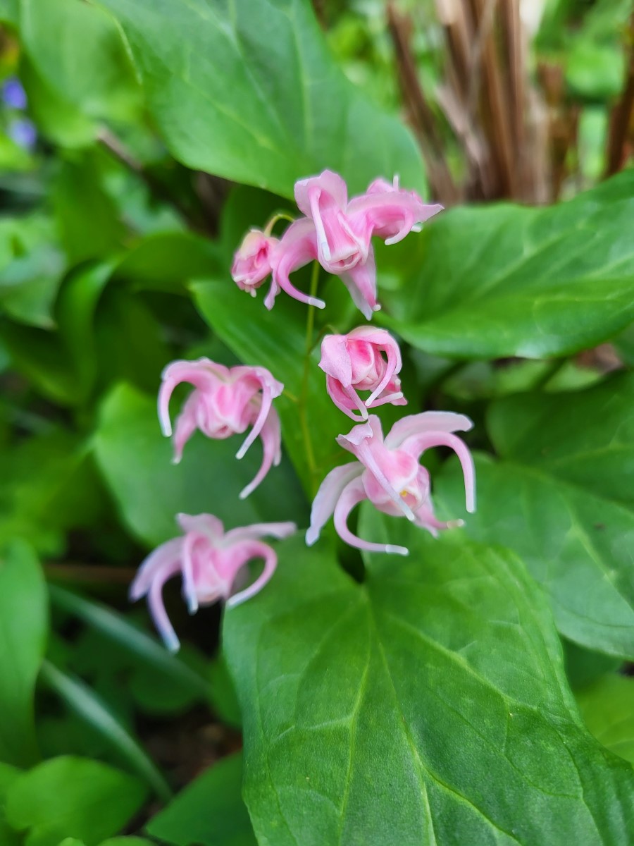 Zdjęcie rośliny: Epimedium wielkokwiatowe / Epimedium grandiflorum Agaki Sakura