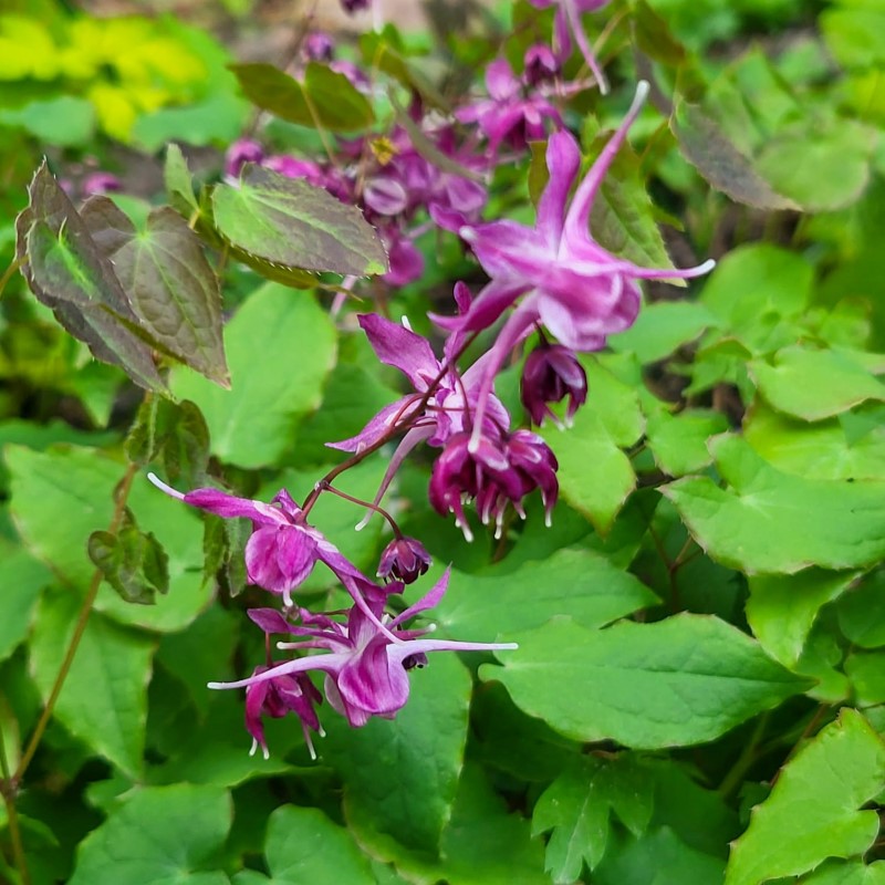 Zdjęcie rośliny: Epimedium wielkokwiatowe / Epimedium grandiflorum Lilafee