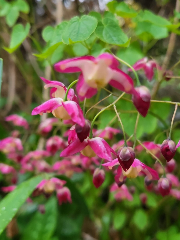 Zdjęcie rośliny: Epimedium czerwone / Epimedium rubrum