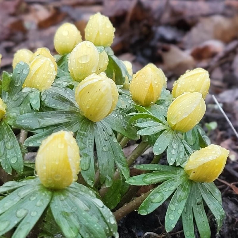 Zdjęcie rośliny: Rannik zimowy / Eranthis hyemalis Schwefelglanz