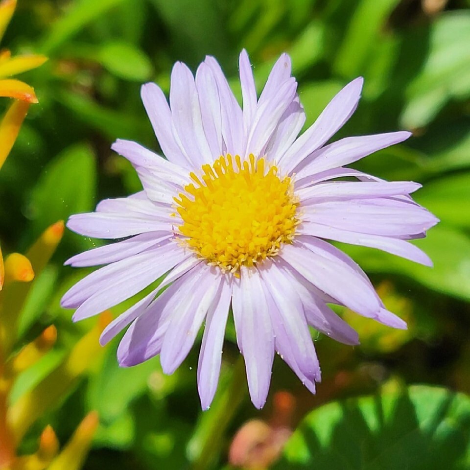 Zdjęcie rośliny: Przymiotno / Erigeron
