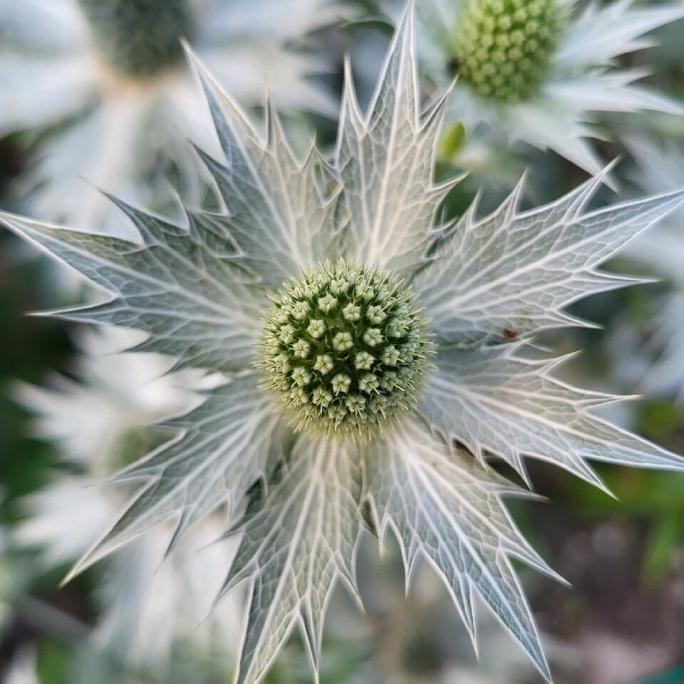 Zdjęcie rośliny: Mikołajek olbrzymi / Eryngium giganteum