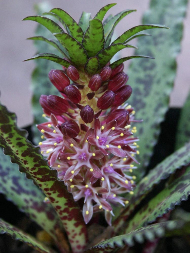 Zdjęcie rośliny: Lilia ananasowa / Eucomis vandermerwei Octopus