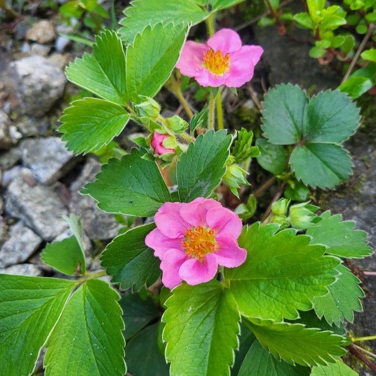 Zdjęcie rośliny: Poziomka / Fragaria Pink Panda