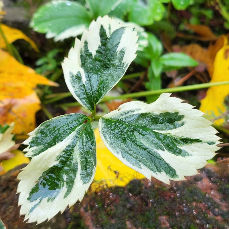 Zdjęcie rośliny: Poziomka / Fragaria Variegata