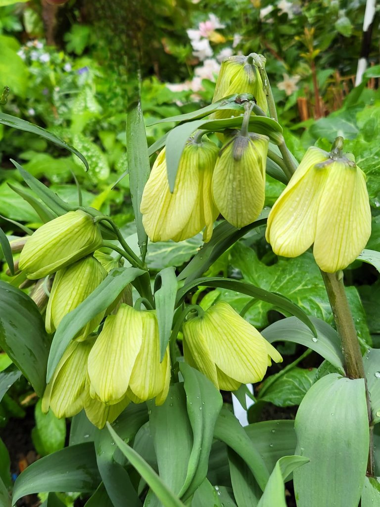 Zdjęcie rośliny: Szachownica bladokwiatowa / Fritillaria pallidiflora