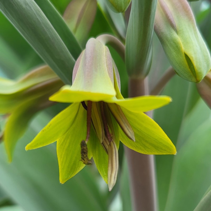 Zdjęcie rośliny: Szachownica / Fritillaria sewerzowii Green Eyes