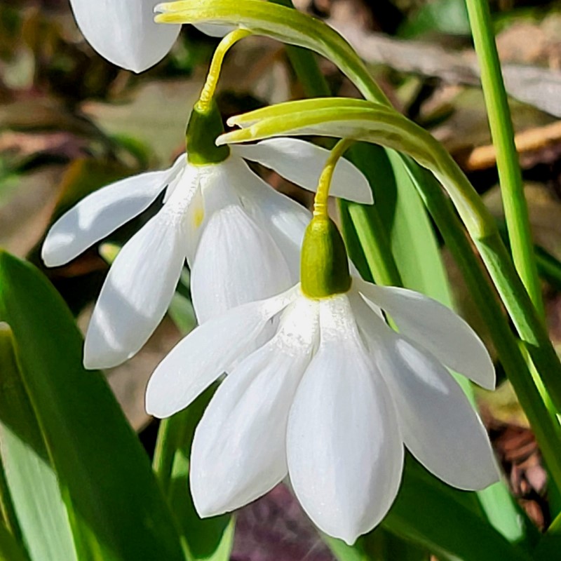 Zdjęcie rośliny: Przebiśnieg, śnieżyczka Elwesa / Galanthus elwesii Godfrey Owen