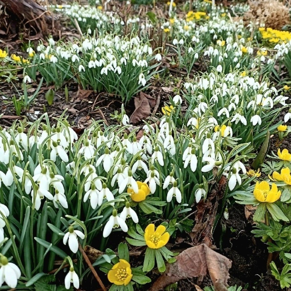 Zdjęcie rośliny: Śnieżyczka przebiśnieg (kępa) / Galanthus nivalis