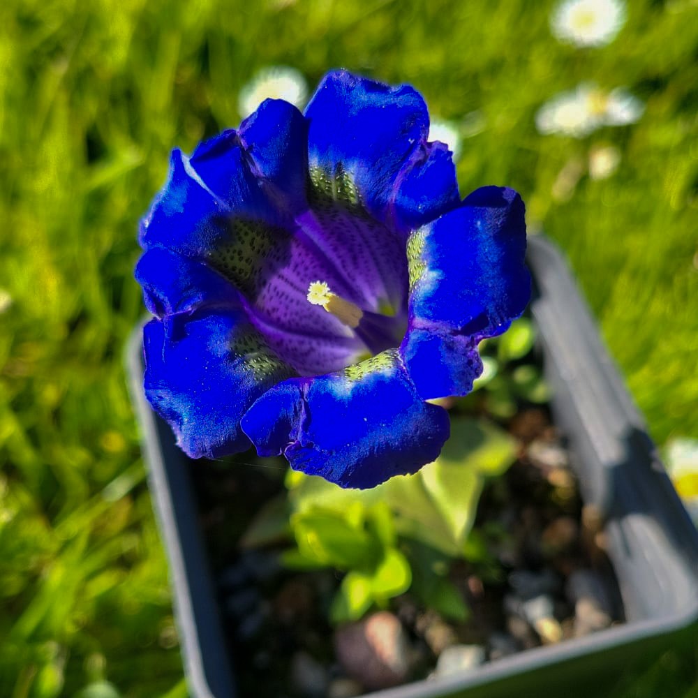 Zdjęcie rośliny: Goryczka bezłodygowa / Gentiana acaulis
