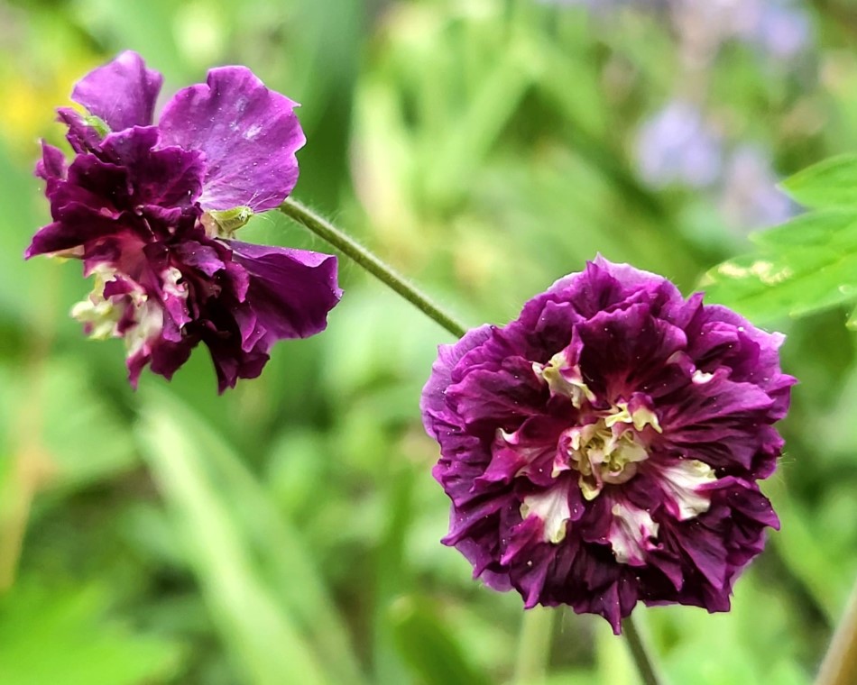 Zdjęcie rośliny: Bodziszek żałobny / Geranium phaeum Joseph Green