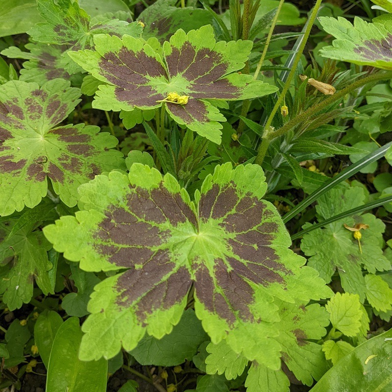 Zdjęcie rośliny: Bodziszek żałobny / Geranium phaeum Samobor