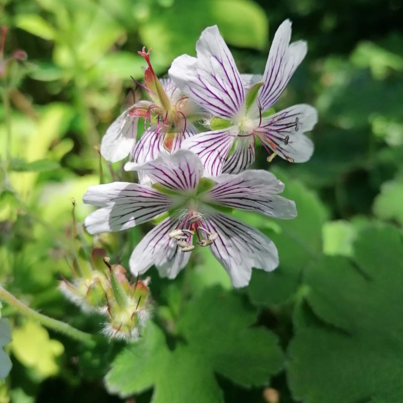 Zdjęcie rośliny: Bodziszek Renarda / Geranium renardii
