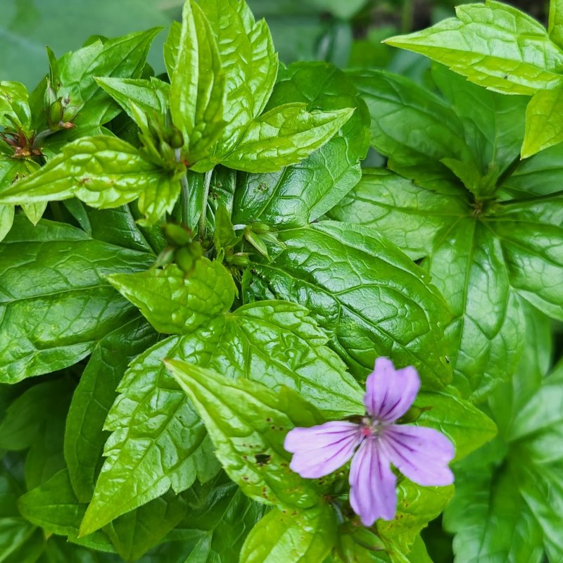 Zdjęcie rośliny: Bodziszek kolankowy / Geranium nodosum
