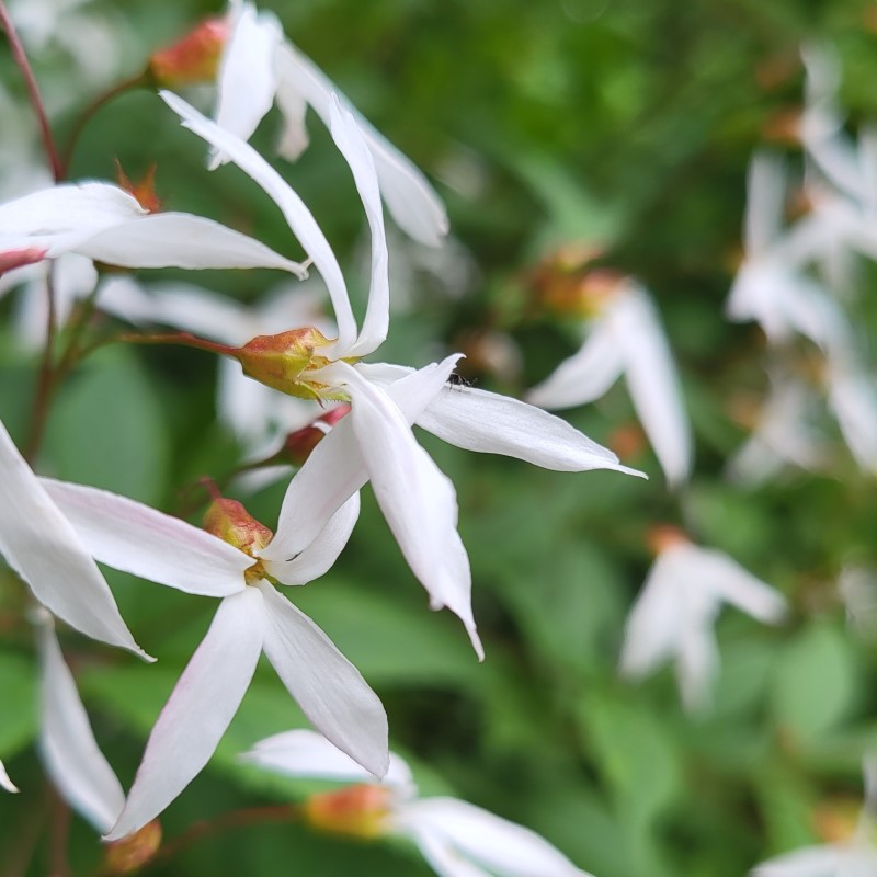 Zdjęcie rośliny: Gillenia trójlistkowa / Gillenia trifoliata