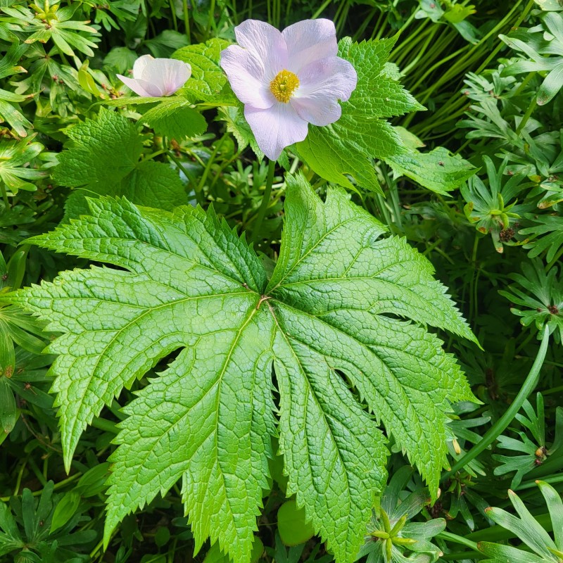 Zdjęcie rośliny: Glaucidium dłoniaste (palmowe) / Glaucidium palmatum