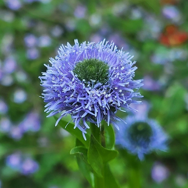 Zdjęcie rośliny: Kulnik / Globularia bisnagarica