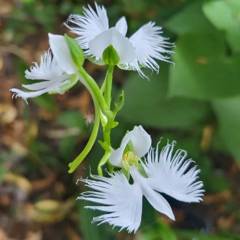 Zdjęcie rośliny: Storczyk gruntowy / Habenaria Radiata
