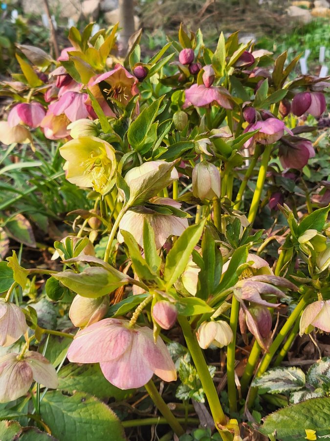 Zdjęcie rośliny: Ciemiernik hybr. wielopędowy (miks kolorów) / Helleborus