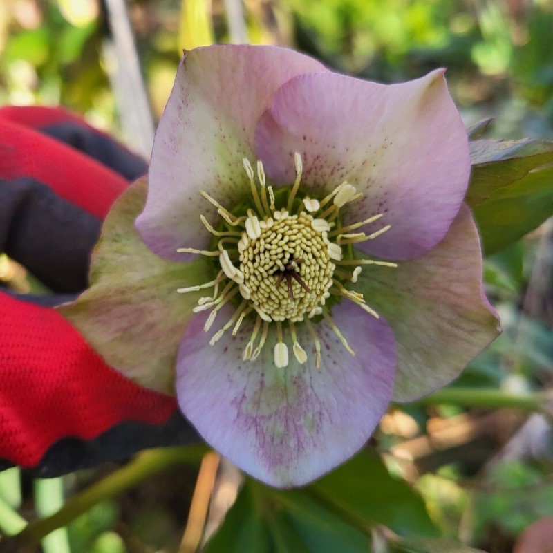 Zdjęcie rośliny: Ciemiernik hybr. (miks kolorów) / Helleborus