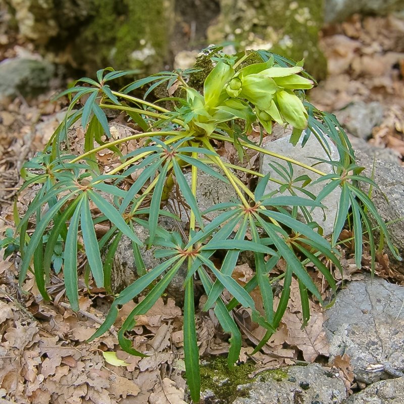 Zdjęcie rośliny: Ciemiernik cuchnący / Helleborus foetidus