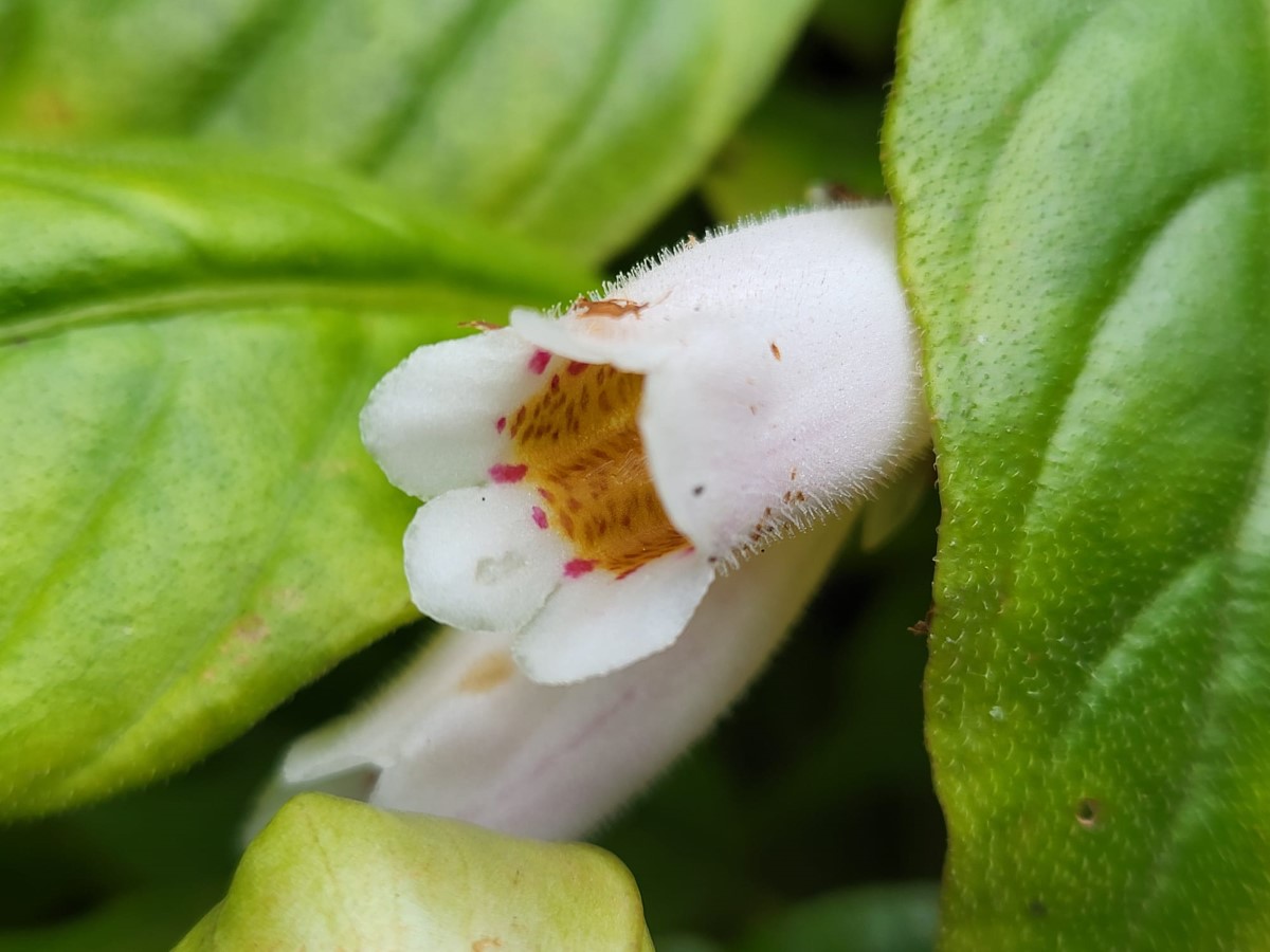 Zdjęcie rośliny: False sinningia (fałszywa gloksynia) / Hemiboea subcapitata