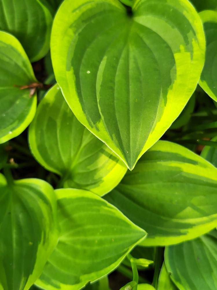 Zdjęcie rośliny: Funkia / Hosta Golden Tiara