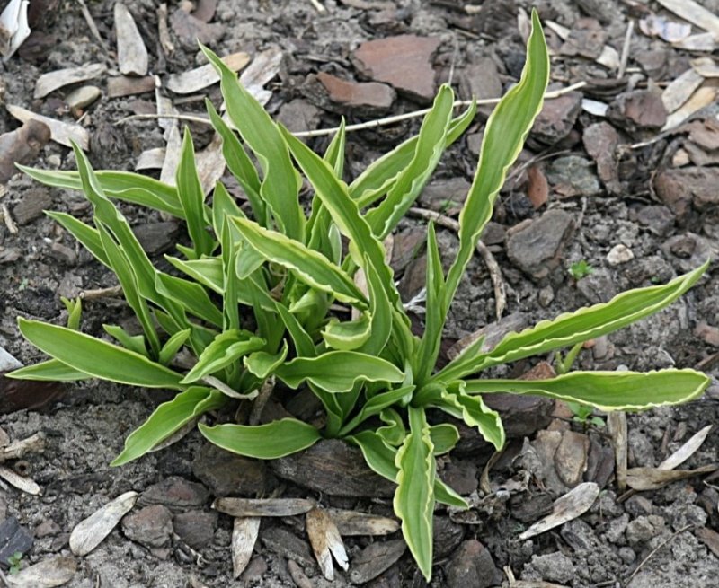 Zdjęcie rośliny: Funkia / Hosta Stiletto