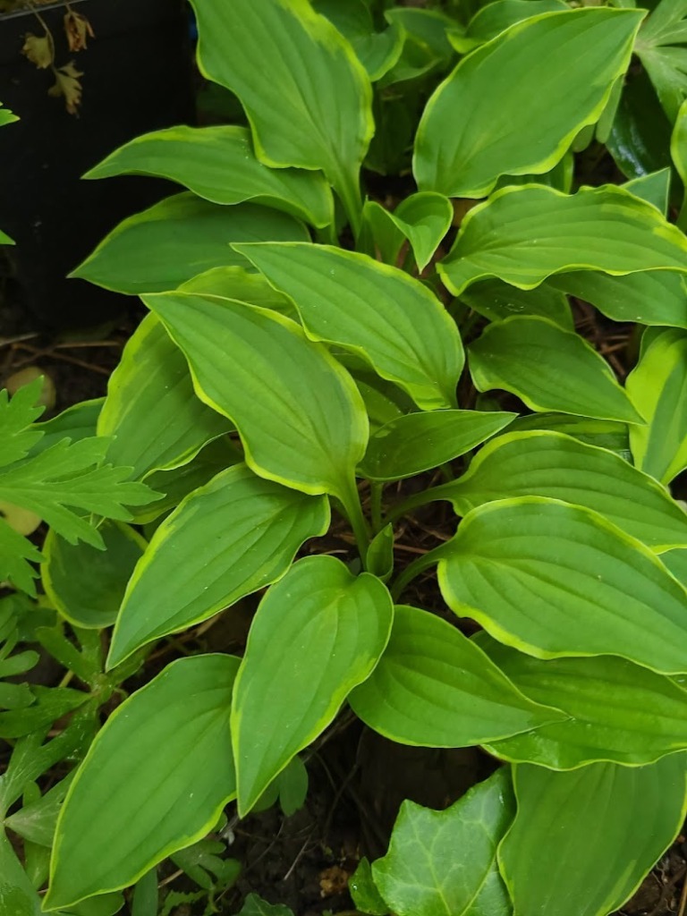 Zdjęcie rośliny: Funkia lancetowata żółtoobrzeżona / Hosta