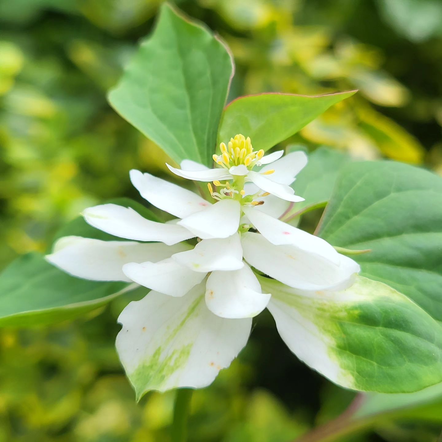 Zdjęcie rośliny: Pstrolistka sercowata pełna / Houttuynia cordata Flore Pleno