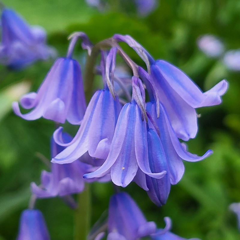 Zdjęcie rośliny: Hiacyntowiec hiszpański (dzwonkowaty) / Hyacinthoides hispanica