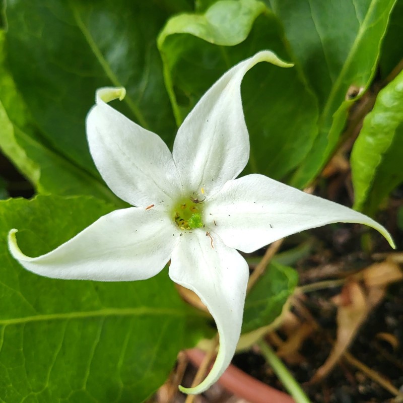 Zdjęcie rośliny: Jaborosa całolistna / Jaborosa integrifolia
