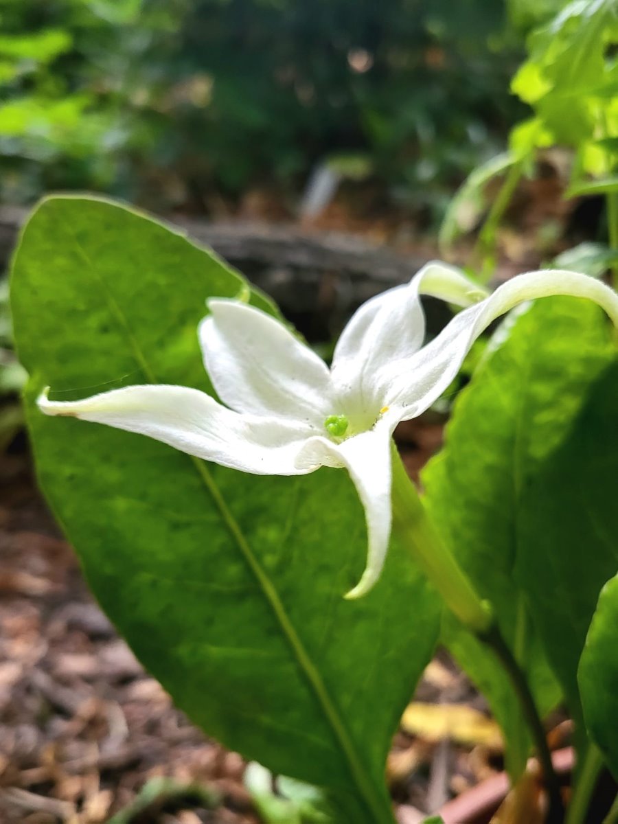 Zdjęcie rośliny: Jaborosa całolistna / Jaborosa integrifolia