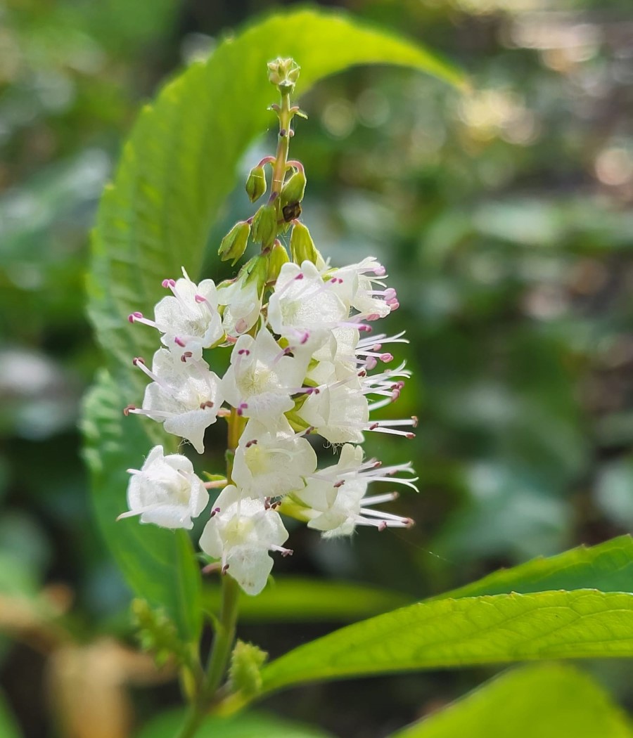 Zdjęcie rośliny: Kolinsonia japońska / Keiskea (Collinsonia) japonica