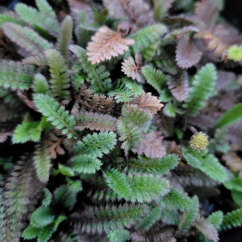 Zdjęcie rośliny: Kotula nowozelandzka / Leptinella squalida Platt's Black