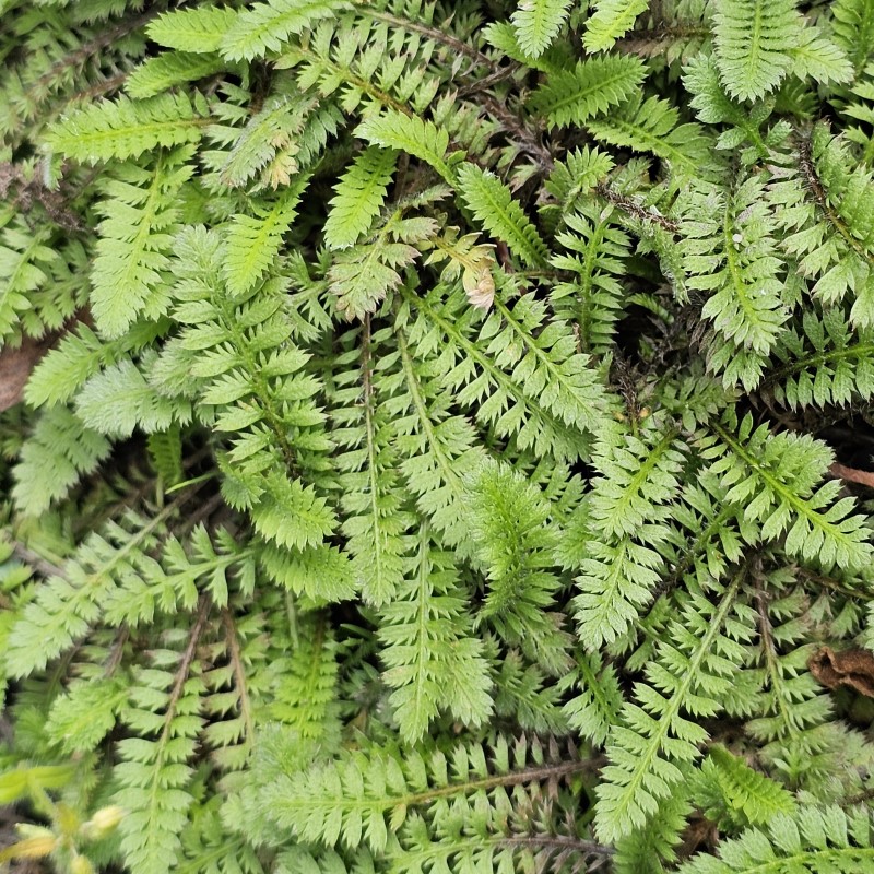 Zdjęcie rośliny: Kotula nowozelandzka / Leptinella squalida