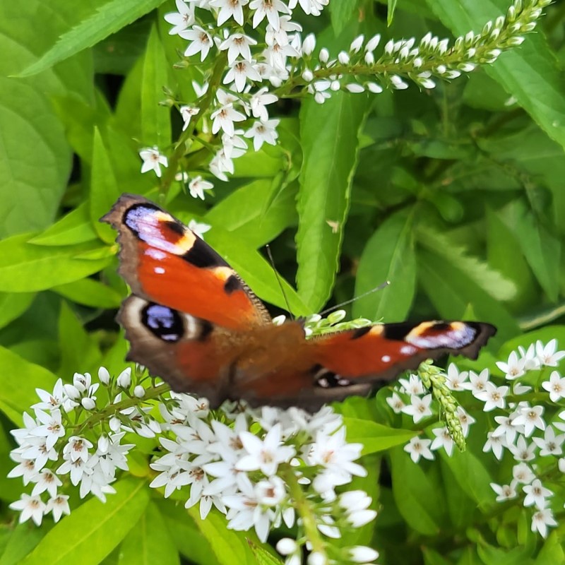 Zdjęcie rośliny: Tojeść orszelinowa / Lysimachia clethroides