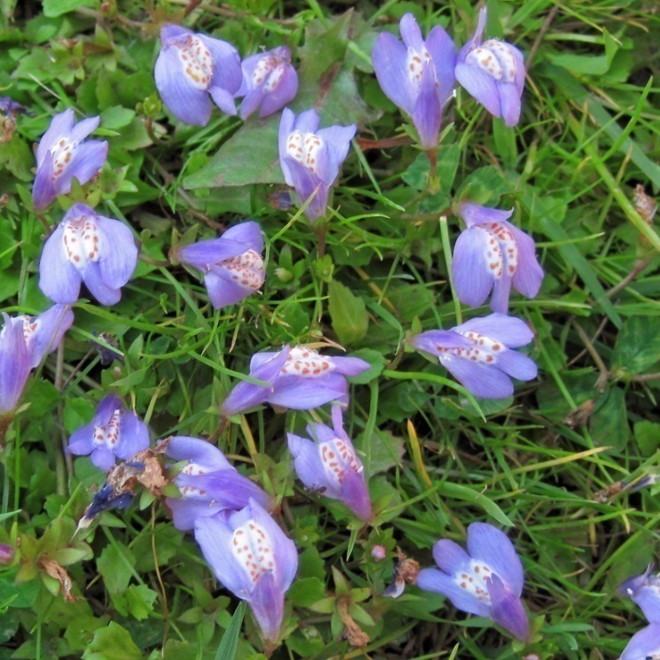 Zdjęcie rośliny: Mazus rozłogowy (płożący) liliowy / Mazus reptans