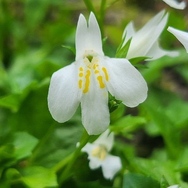 Zdjęcie rośliny: Mazus rozłogowy (płożący) biały / Mazus reptans Alba
