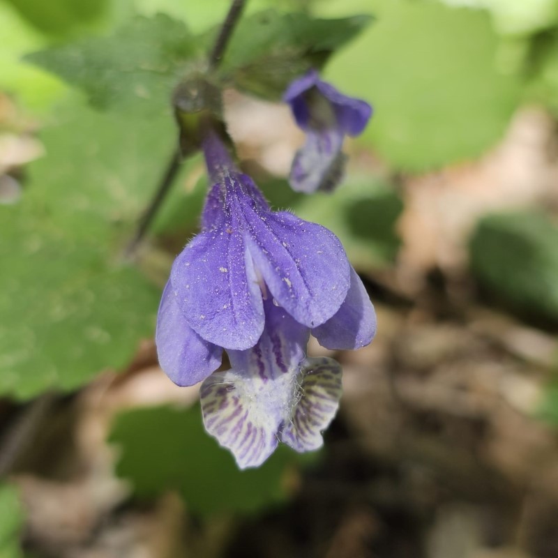 Zdjęcie rośliny: Mehania pokrzywolistna / Meehania urticifolia