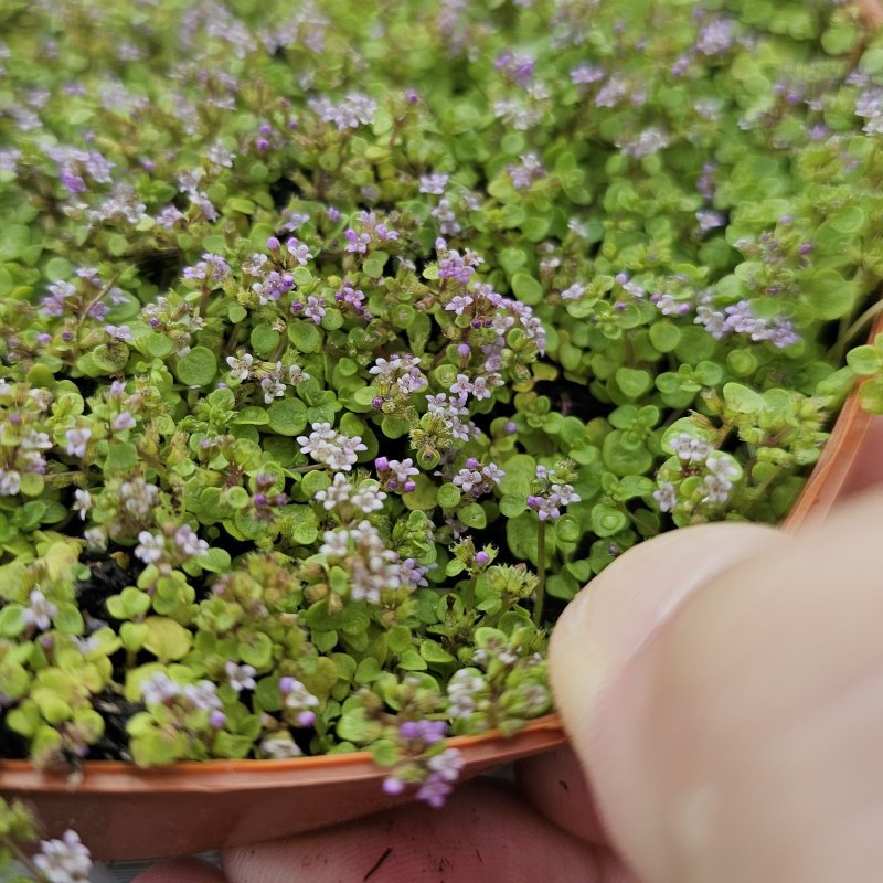 Zdjęcie rośliny: Mięta korsykańska / Mentha requienii