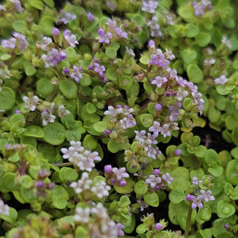 Zdjęcie rośliny: Mięta korsykańska / Mentha requienii
