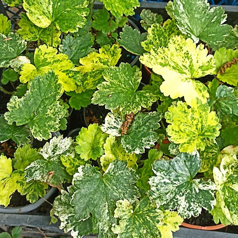 Zdjęcie rośliny: Mitella japońska / Mitella japonica Variegata
