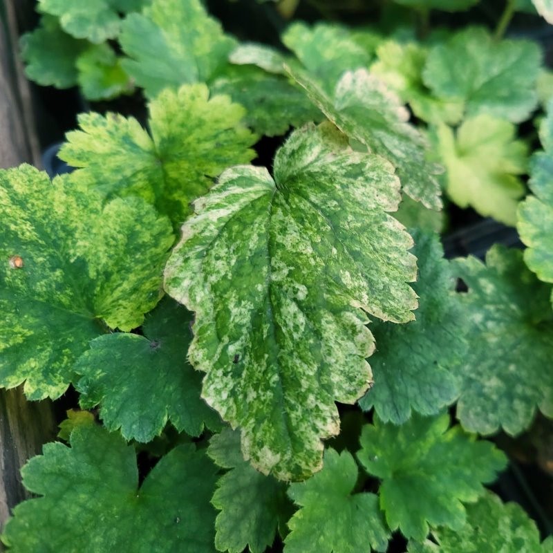 Zdjęcie rośliny: Mitella japońska / Mitella japonica Variegata