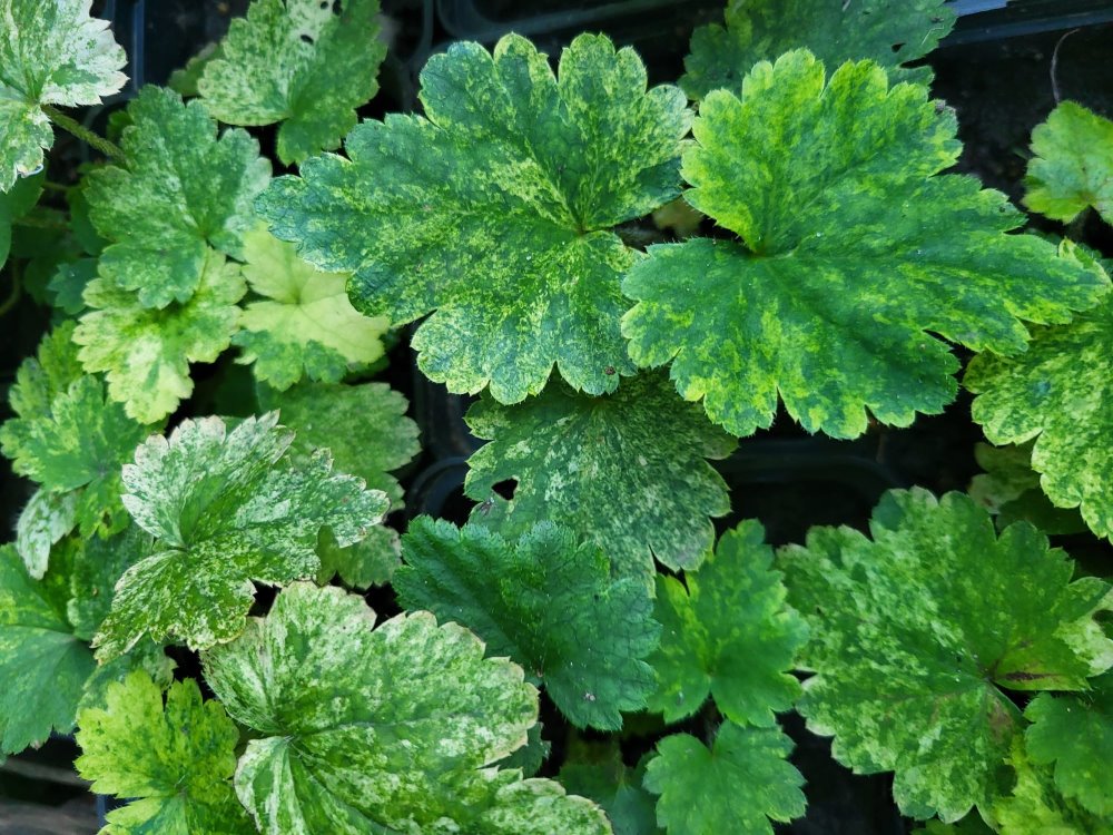 Zdjęcie rośliny: Mitella japońska / Mitella japonica Variegata