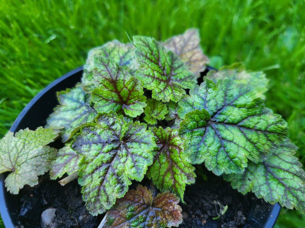 Zdjęcie rośliny: Mitella stylosa var. makinoi