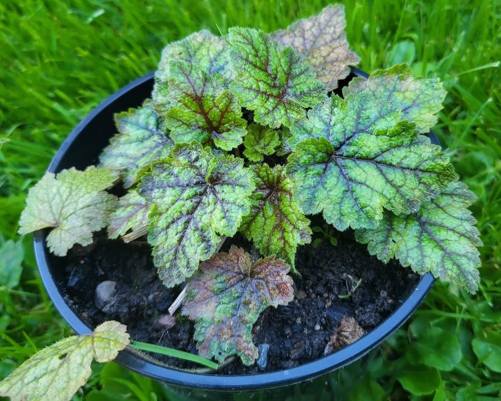 Zdjęcie rośliny: Mitella stylosa var. makinoi