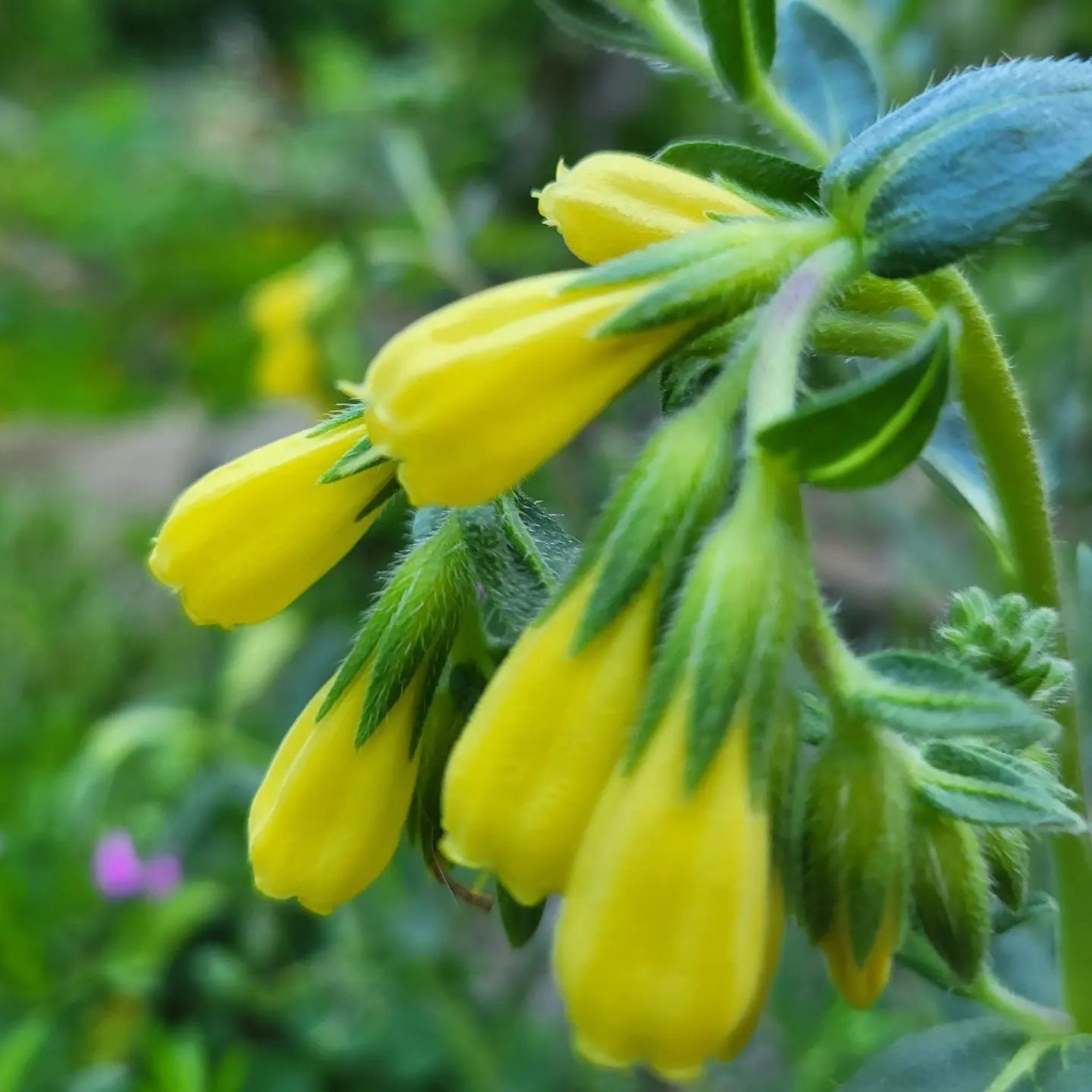 Zdjęcie rośliny: Rumianica / Onosma