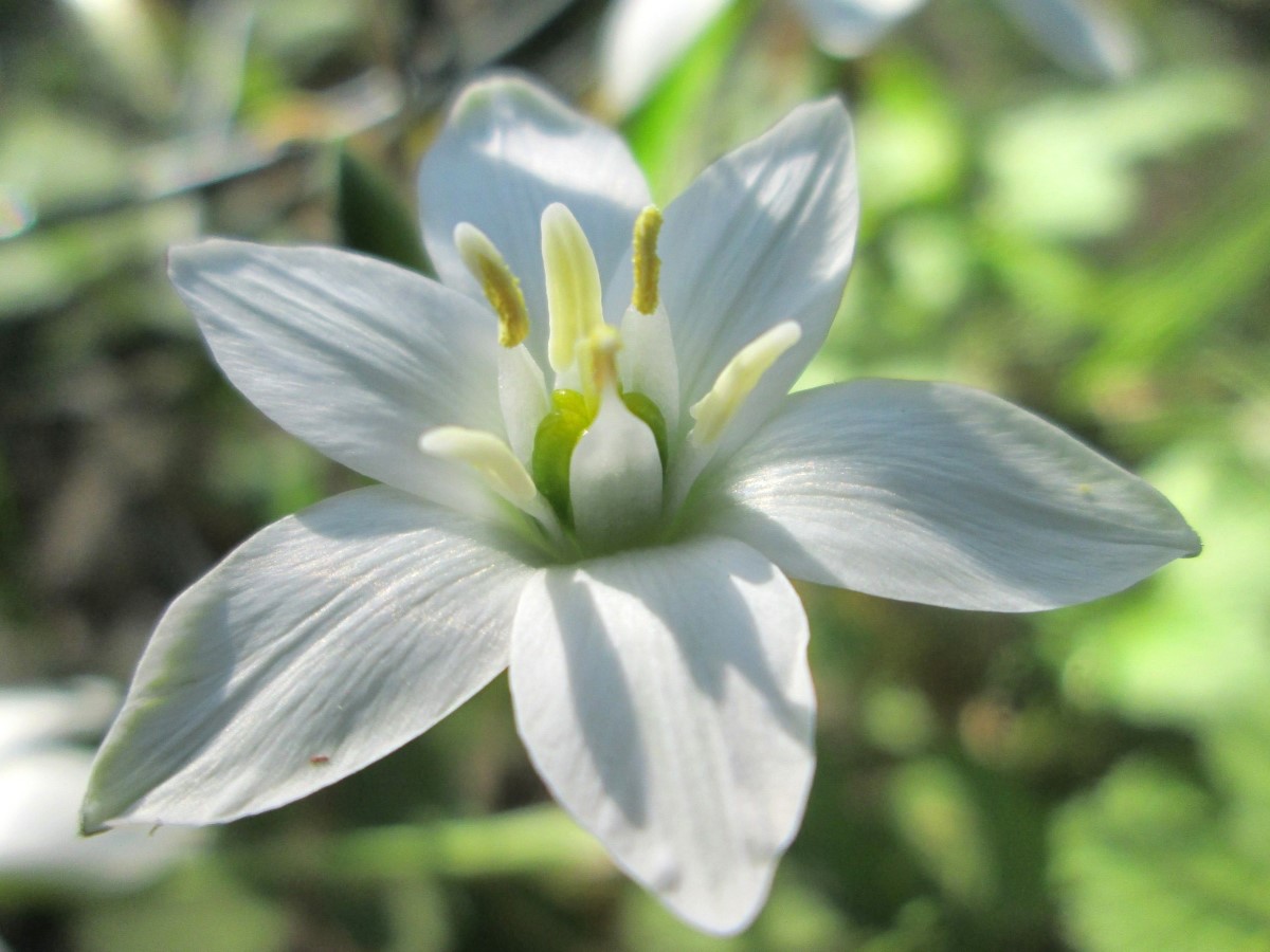 Zdjęcie rośliny: Śniedek baldaszkowaty (30 cebulek) / Ornithogalum umbellatum